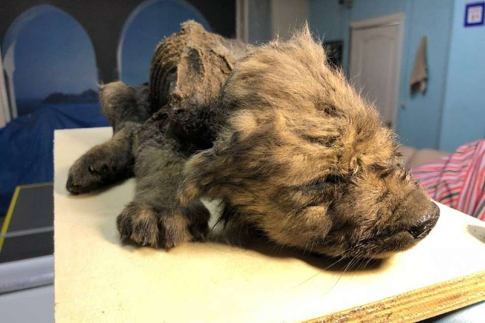 'Dogor', un cachorro de lobo de 18.000 años procedente de Yakutia que se incluyó en el estudio.