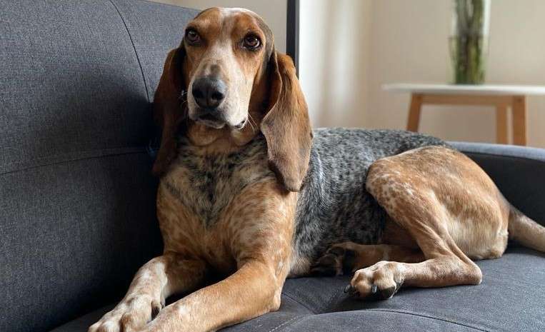 Ella es Melcocha, una sabueso fino colombiano de tres años que es sorda y tiene una gran habilidad olfativa.