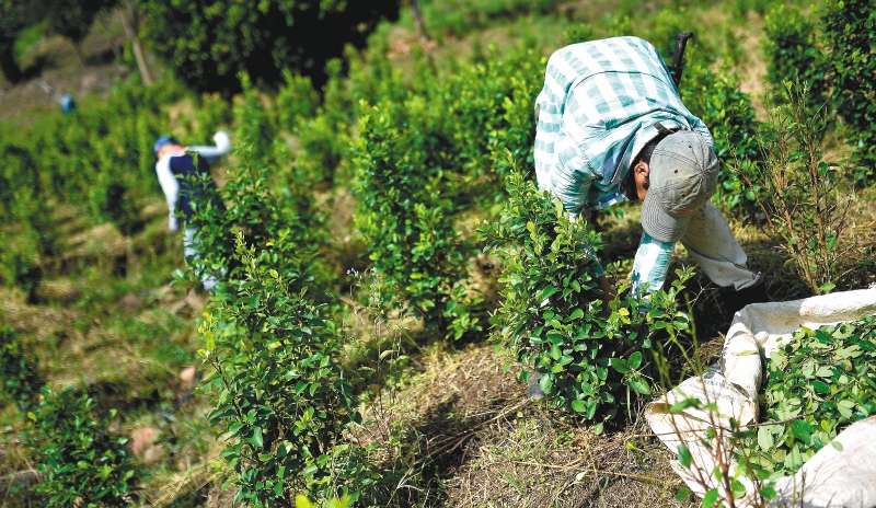 Colombia es el mayor cultivador de hoja de coca del mundo según Naciones Unidas (2023). /El Espectador.