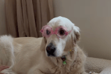 (Video) Un perrito se deja maquillar por su “hermana humana”: su ternura conmovió en internet