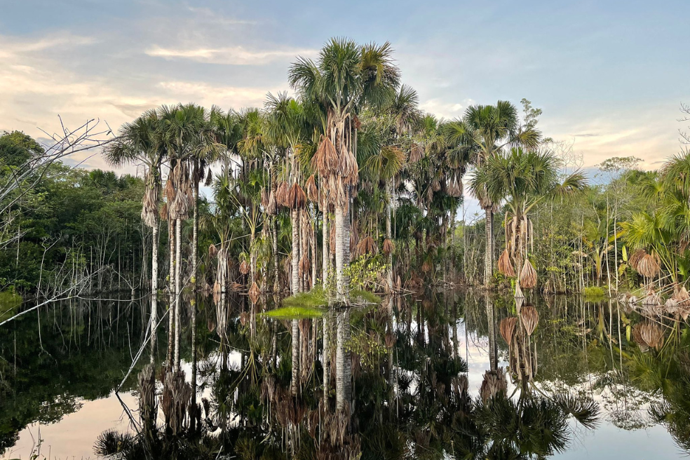 En la Amazonía los pagos por servicios ambientales se implementan con indígenas y campesinos que protegen bosque y ríos.