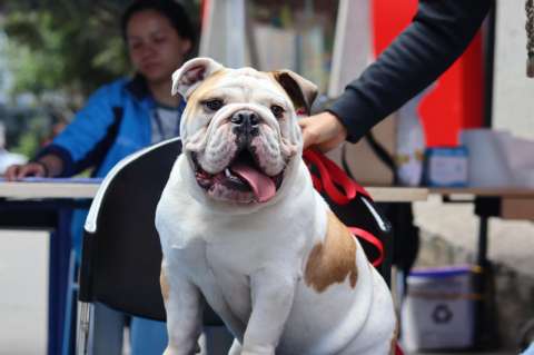Bogotá tendrá jornada masiva de vacunación gratuita para mascotas este domingo