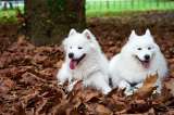 (Fotos) El perro samoyedo: la raza ideal para familias activas