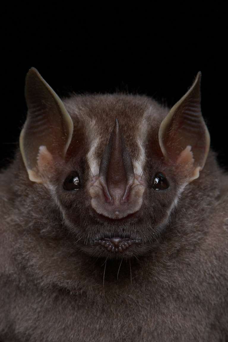 A diferencia de otros animales, el sonido en los murciélagos tiene una función ecológica con la que buscan comida o saben cómo desplazarse.
