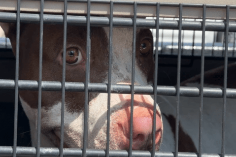 Rescatan a perrita y siete cachorros tras grabación que mostraba que eran golpeados