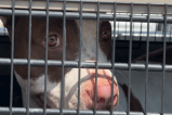 Rescatan a perrita y siete cachorros tras grabación que mostraba que eran golpeados