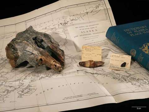 Una nueva especie de delfín, 60 años escondida en un museo