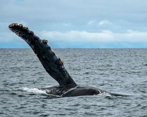 Inició proyecto para conocer la vida secreta de las ballenas jorobadas y sus crías en Colombia