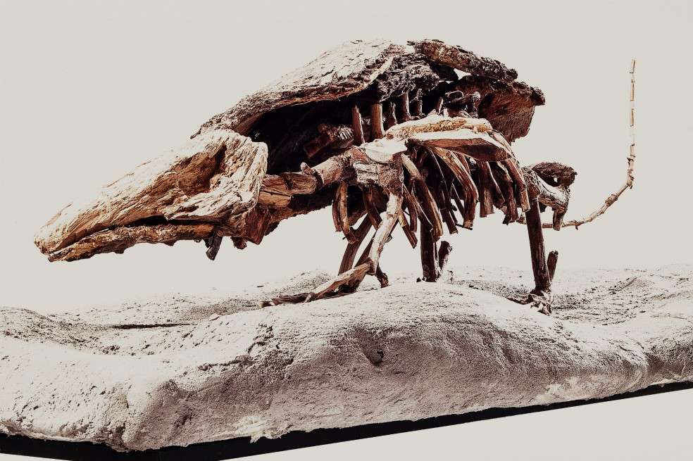 Esqueleto del armadillo gigante elaborado con ramas y chamizos. / Cortesía