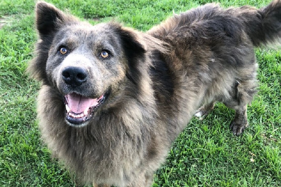 Yogui superó un entorno de maltrato y actualmente se encuentra listo para iniciar su proceso de adopción responsable.