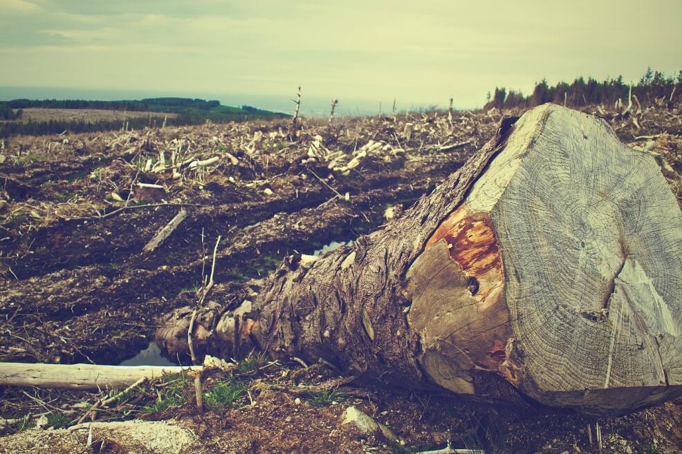 El 65% de la deforestación se concentra en la Amazonía. / Pixabay