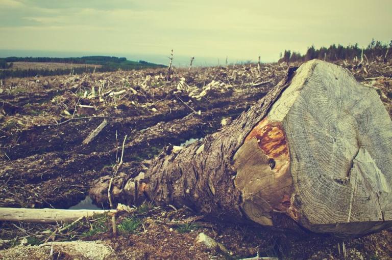 Con 70 mil firmas pedirán al Congreso que cambie la meta de deforestación del PND