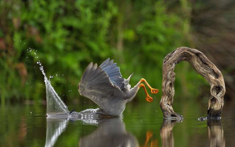 Unexpected plunge. La foto de esta garza fue tomada por el italiano Vittorio Ricci en la reserva privada de caza Zimanga de Sudáfrica. “Un final inusual y casi miserable de un momento perfecto, previamente preparado, para una pesca exitosa”, dijo.