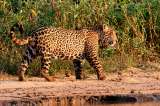 El Corredor Jaguar está transformando la sostenibilidad en el continente 