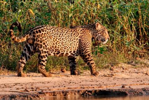 El Corredor Jaguar está transformando la sostenibilidad en el continente 