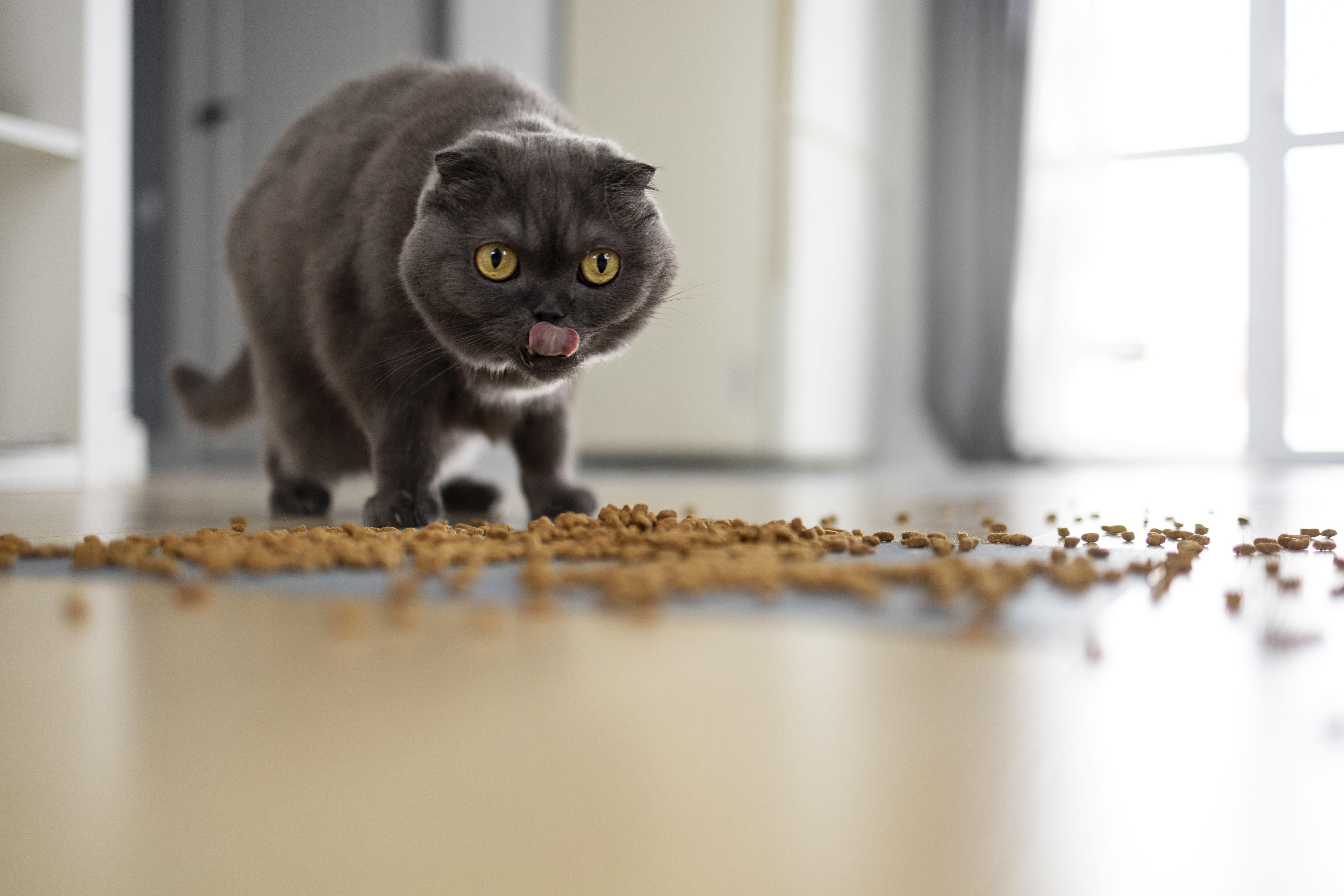 Entre los motivos que llevan a un felino a abandonar su alimentación están los problemas gástricos, malestar con su dentadura o alergias a la comida. Es necesaria una observación constante y la atención de profesionales.