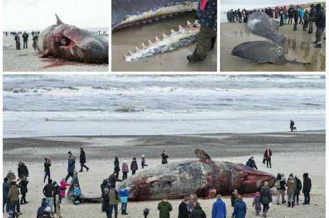 Dos ballenas quedaron varadas en una playa de Dinamarca