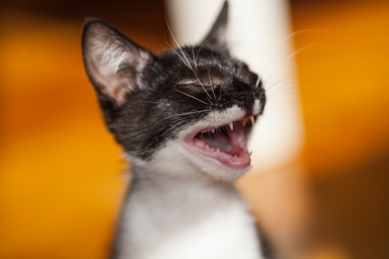 ¿Por qué mi gato llora cuando me ve?