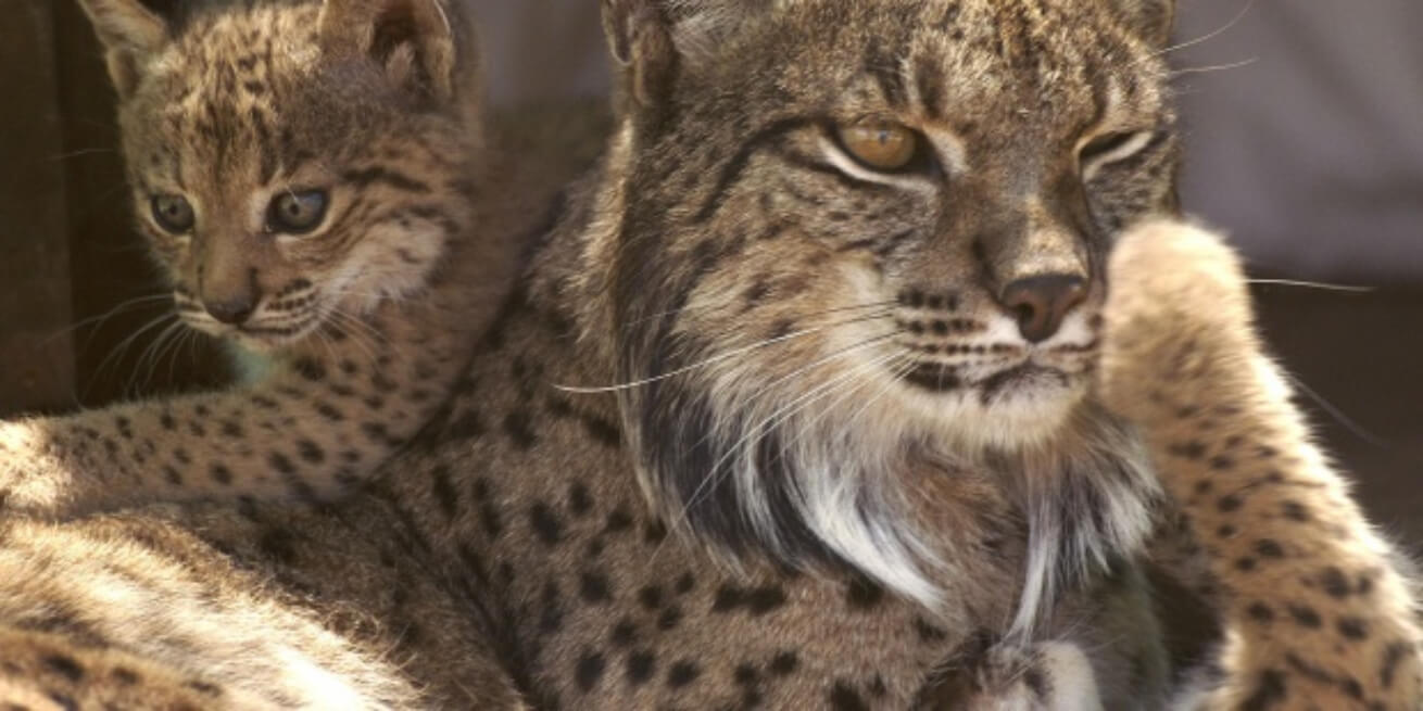 La lince Saliega con uno de sus cachorros, los primeros nacidos en cautividad en 2005. / EFE