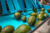 Los cultivos de aguacate que matan los pájaros