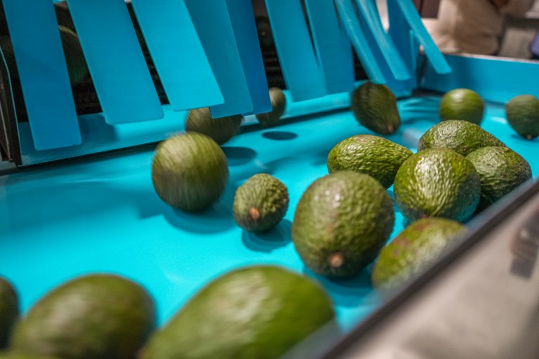 La buena perspectiva del aguacate Hass colombiano