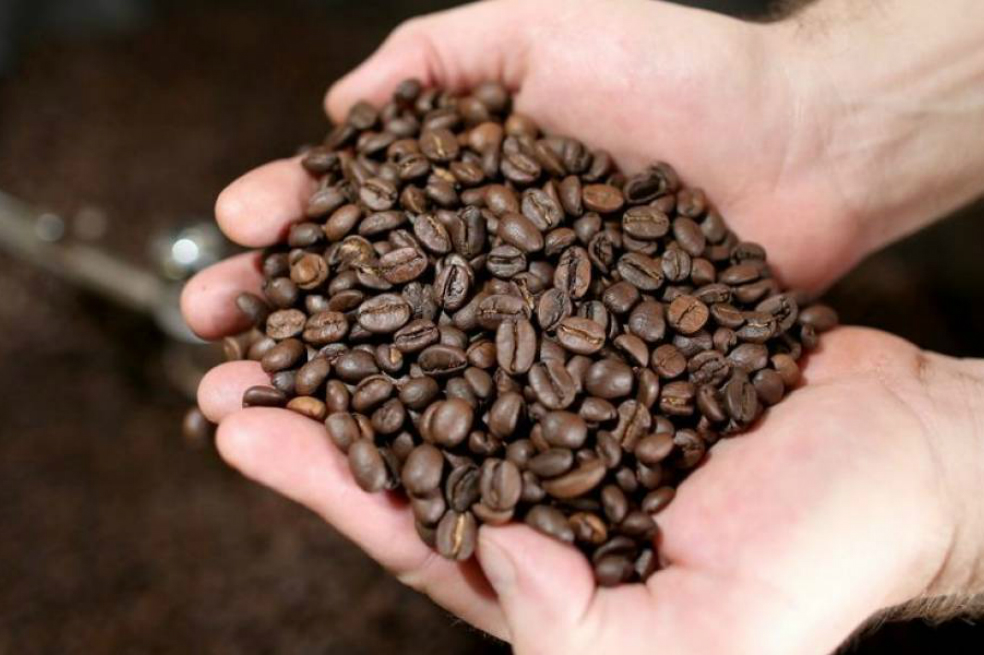 Este año, la celebración del Día Internacional del Café busca resaltar la labor e influencia de las mujeres en el proceso de elaboración de esta bebida. / AFP