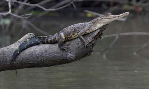 Conozca las fascinantes nuevas especies descubiertas en la cuenca del Congo