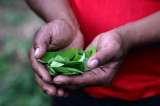 Las sombras detrás de la primera licencia para vender un biofertilizante de coca