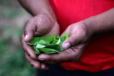 Las sombras detrás de la primera licencia para vender un biofertilizante de coca