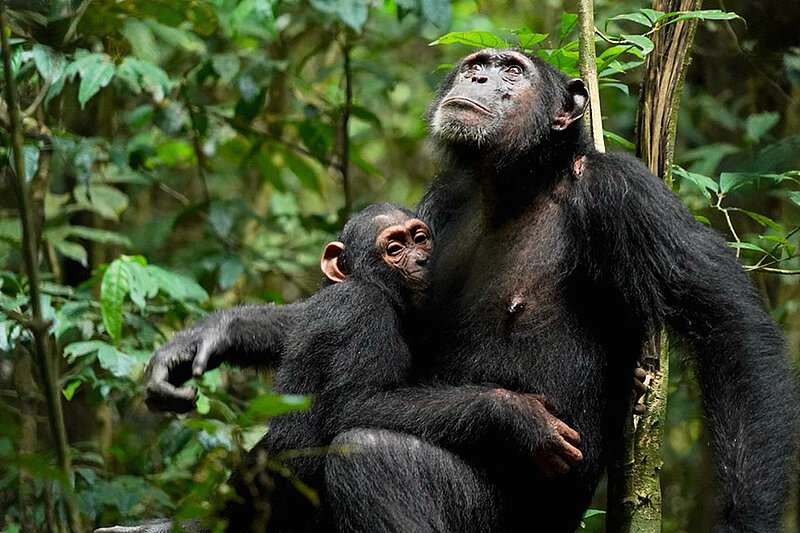 Liran Samuni, Proyecto Chimpancé Tai