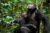 Como en los humanos: identifican tipos de apego en crías de chimpancé en libertad