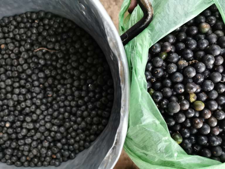 El asaí se consigue en bogotá entre $25.000 y $40.000 el kilo, sin embargo, gracias al proyecto de Sangari, los indígenas lo venden cerca a los $10.000 el kilo y el 70% de los cuales es ganancia para ellos.