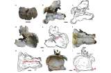 Encuentran al dinosaurio herbívoro más antiguo del mundo. Tiene 167 millones de años
