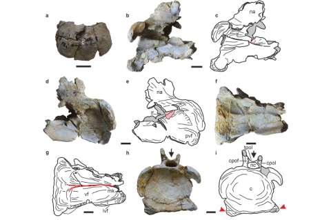 Encuentran al dinosaurio herbívoro más antiguo del mundo. Tiene 167 millones de años