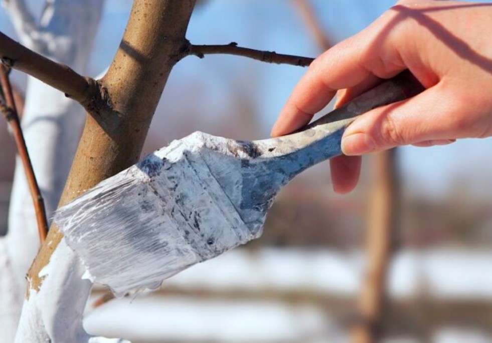 ¿Por qué pintan los troncos de los árboles de blanco?