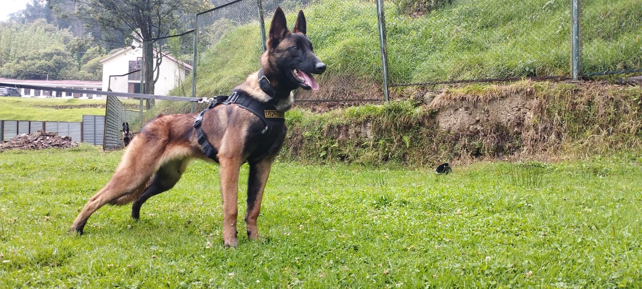 Así es Wilson, el perro que buscan en la selva del Guaviare.