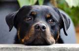 "Candela", la perrita que sobrevivió siete años en una terraza comiendo pan duro