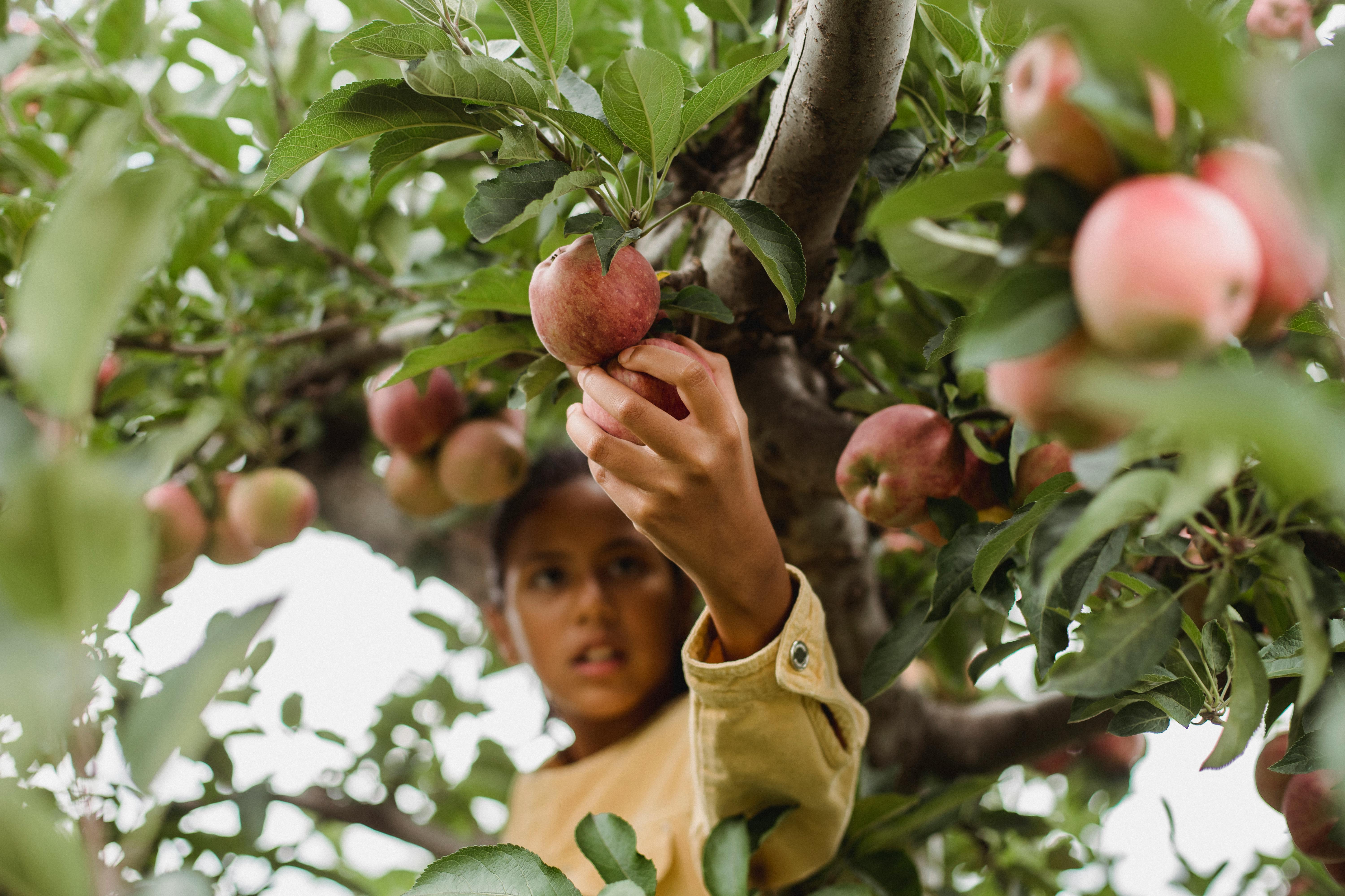 Se puede postular si tiene ideas sobre sostenibilidad de sistemas alimentarios con foco en agricultura regenerativa.