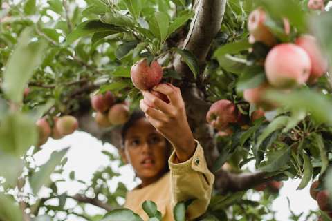 Productos no mineros al alza: sector agro domina exportaciones