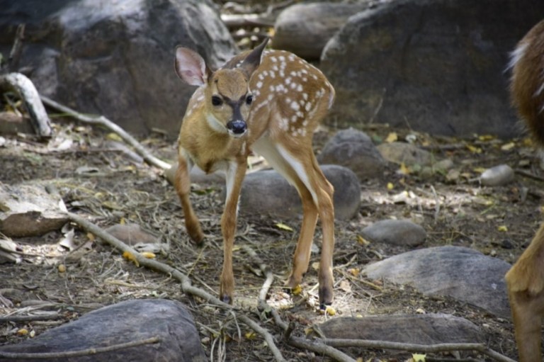 Nace en Colombia ejemplar de venado de cola blanca, una especie en peligro de extinción