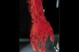Exposición de la anatomía humana