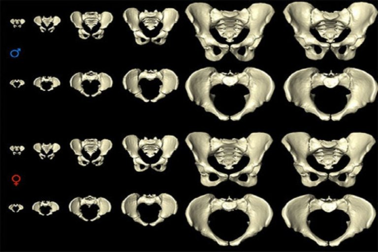 Así cambia la pelvis femenina durante los años para facilitar el parto