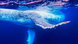 La experiencia de nadar con ballenas en “Gigantes del Pacífico”
