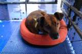 Peluditos con Futuro: más de 300 animales buscan un hogar responsable en Colombia