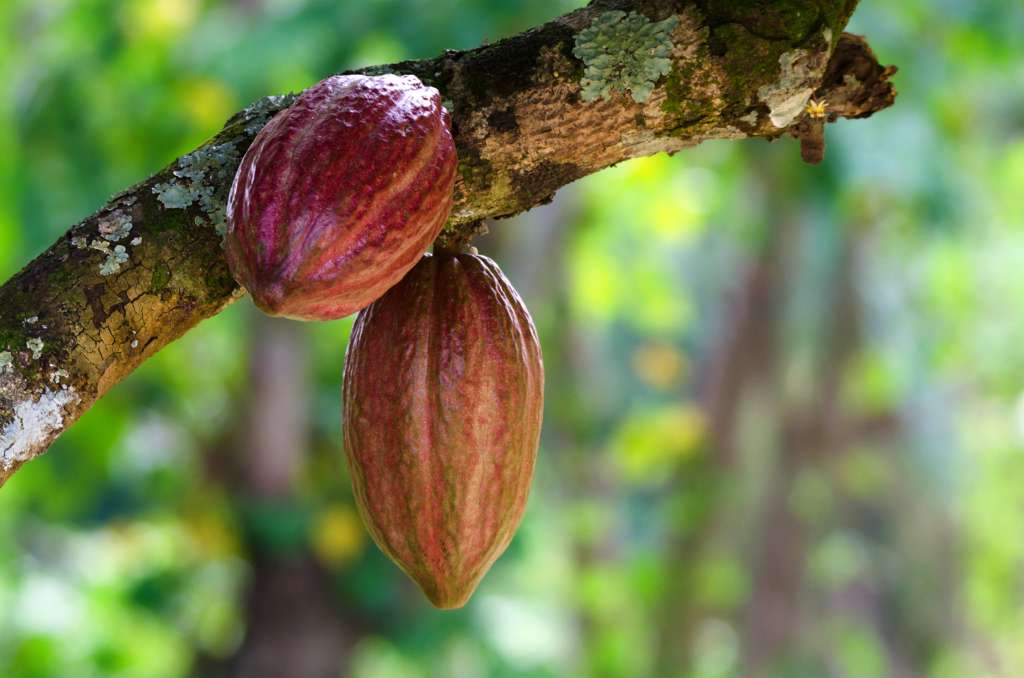 El cacao es un árbol con una importante cantidad de nutrientes por lo que es considerado un fruto milagroso para la salud.