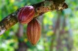 Minagricultura anuncia plan de renovación de 10.000 hectáreas de cacao