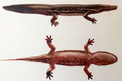Una nueva salamandra gigante es el anfibio más grande del mundo