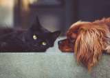 Trucos infalibles para limpiar los pelos de tu mascota en casa