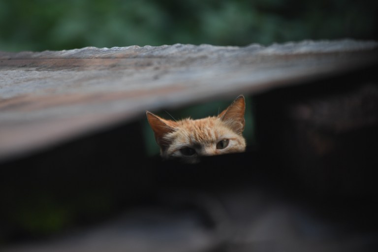 Hallan más de 20 gatos en mal estado en una vivienda abandonada de Cali