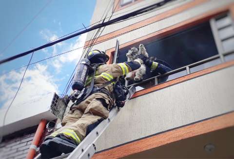 Los Bomberos de Bogotá que arriesgan su vida salvando animales en emergencias de la ciudad
